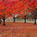 "Red trees, LWPF, & a path" by joiseyshowaa is licensed under CC BY-SA 2.0