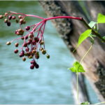 "~~ A New Plants at the Lake after Rain ! ~~" by Rosa Dik 009 -- catching up ! is licensed under CC BY-NC-SA 2.0